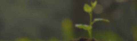 Landscaping WordPress Theme