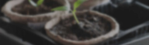 Green School in London